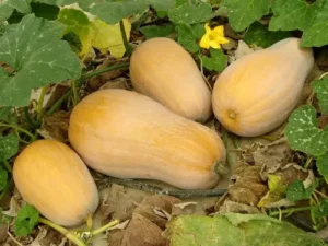 Semillas de calabaza violina