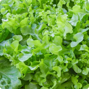 Semillas de lechuga verde de ensalada2