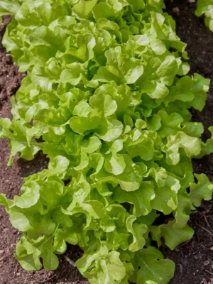Semillas de lechuga verde de ensalada1