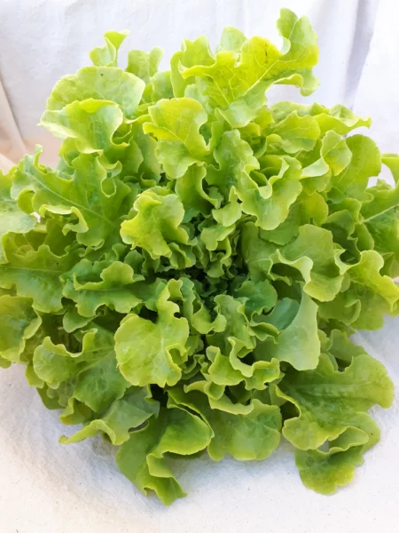 Semillas de lechuga verde de ensalada