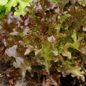 Semillas de lechuga roja de ensalada