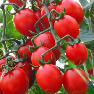 semillas de tomate cherry príncipe burgués