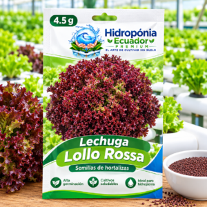 Semillas de lechuga lollo rossa