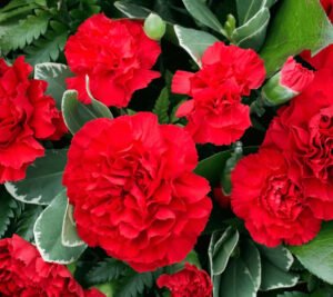 Semillas de Clavel Doble Rojo
