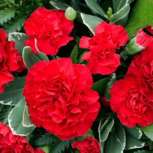 Semillas de Clavel Doble Rojo