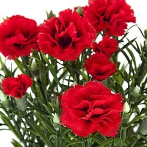 Semillas de Clavel Doble Rojo1