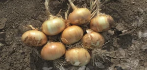 Semillas de cebolla yellow granex3