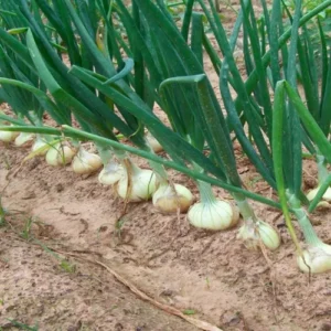 Semillas de cebolla yellow granex1