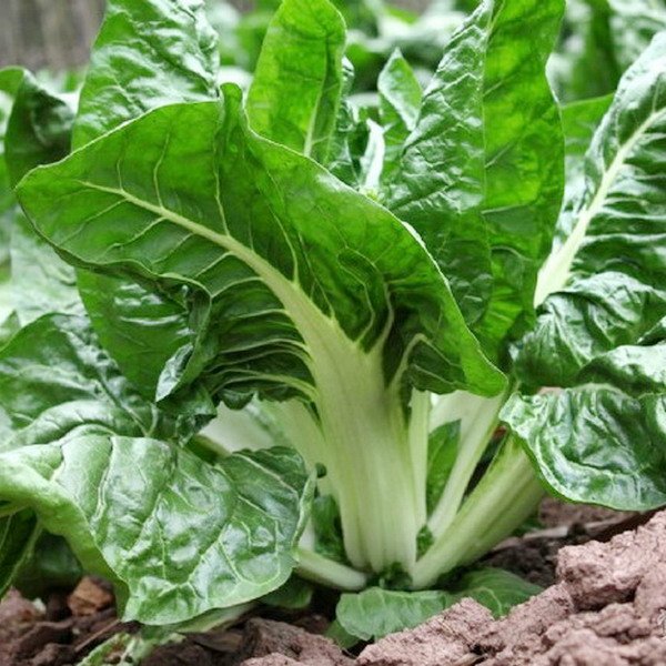 Semillas de acelga verde con nervadura ancha plateada 2