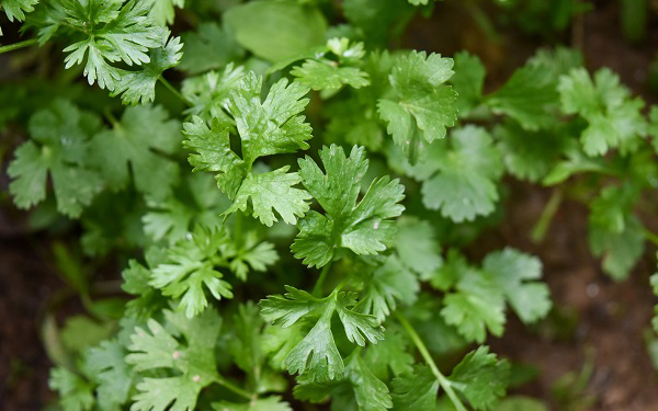 Semillas de cilantro1