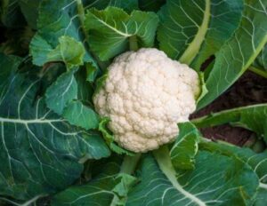 Semillas de coliflor