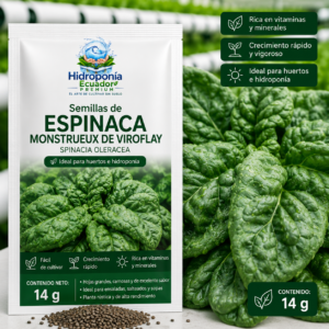 Semillas de espinaca monstrueux de viroflay