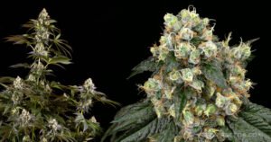 Solución nutritiva para Cannabis - Imagen 5