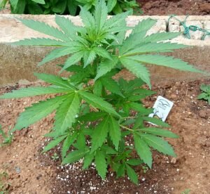 Solución nutritiva para Cannabis - Imagen 3