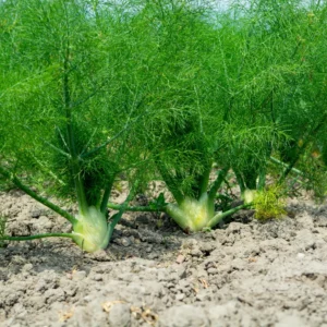 Semillas de Hinojo Mantuan