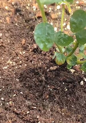 Sustrato Premium Para Arándanos - Imagen 3