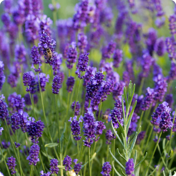 Semillas de lavanda vera - Imagen 2