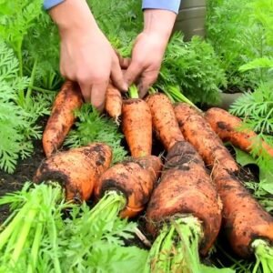 Semillas de zanahoria chantenay1