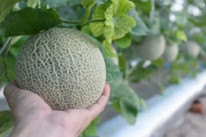 Solución Nutritiva Para Melón1