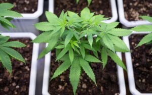 Solución nutritiva para Cannabis