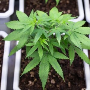 Solución nutritiva para Cannabis