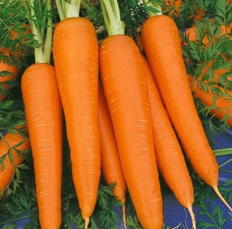 Semillas de zanahoria chantenay